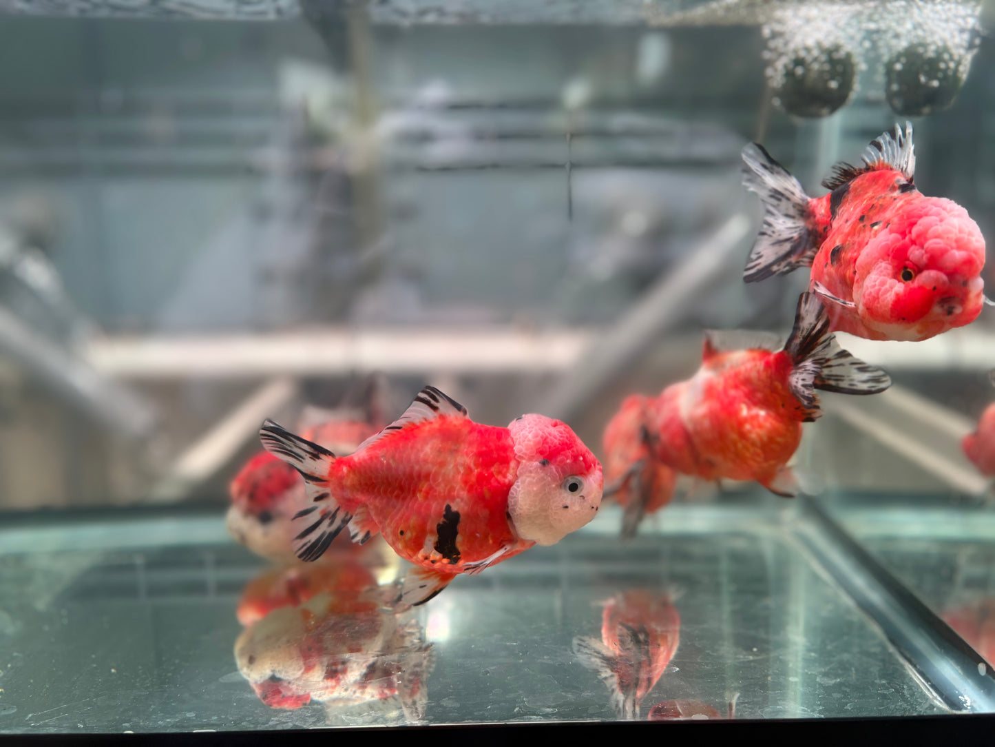 Yuanbao (each) Bath3