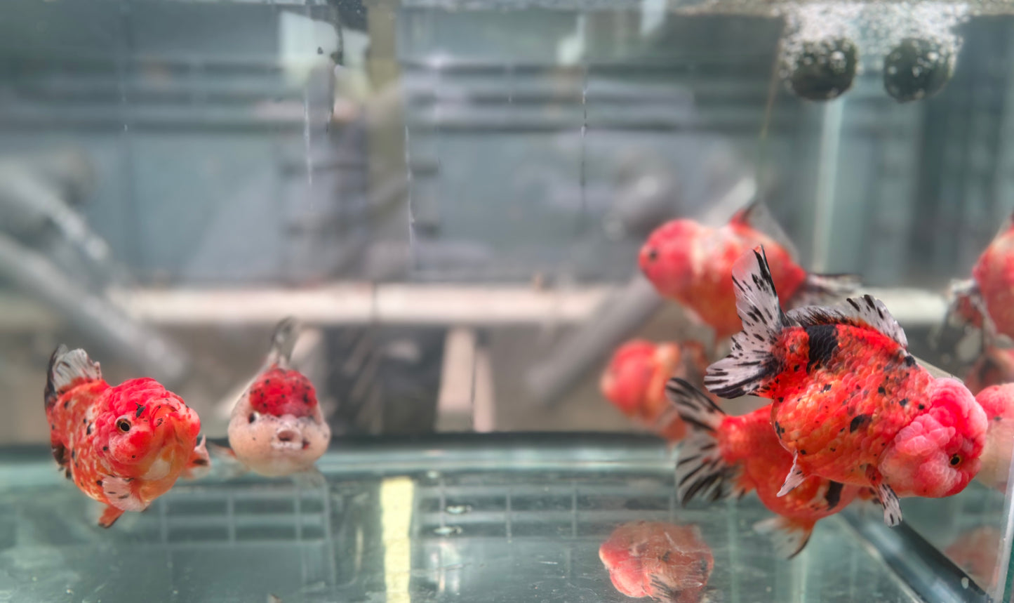 Yuanbao (each) Bath3