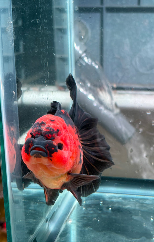 Oranda Apache