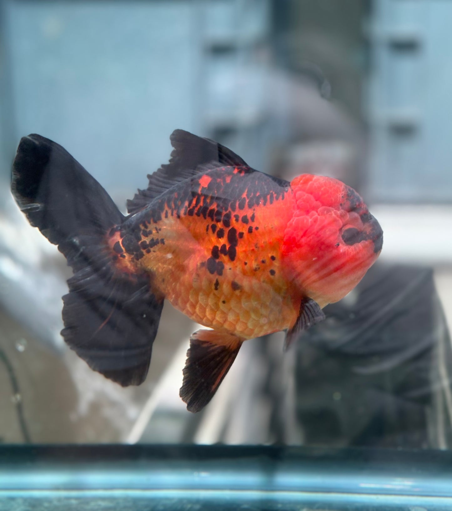 Oranda Apache