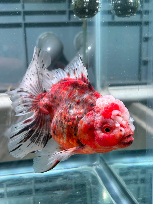 Oranda Fire