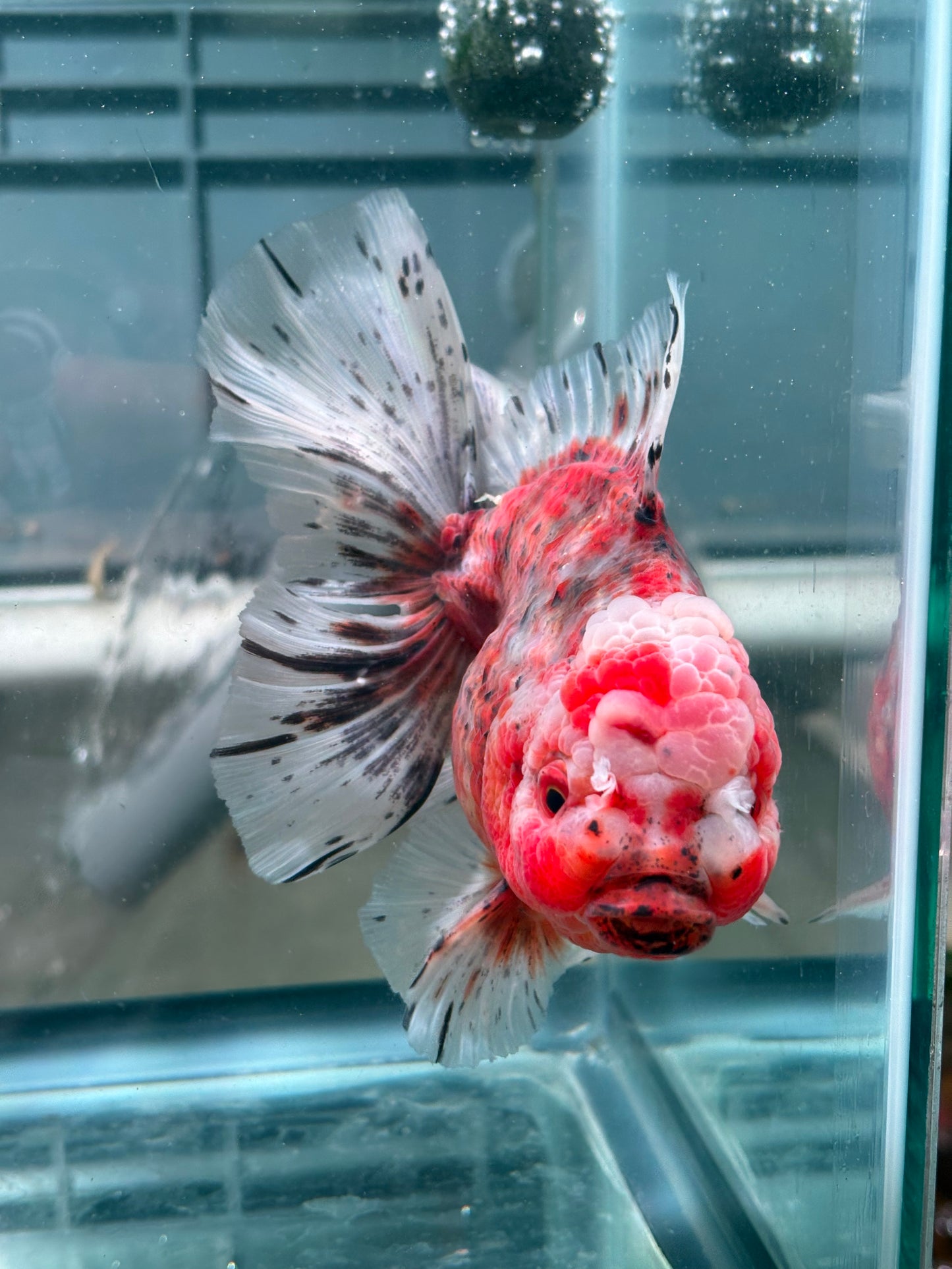 Oranda Fire