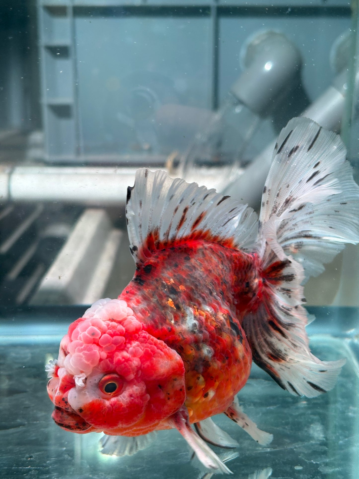 Oranda Fire