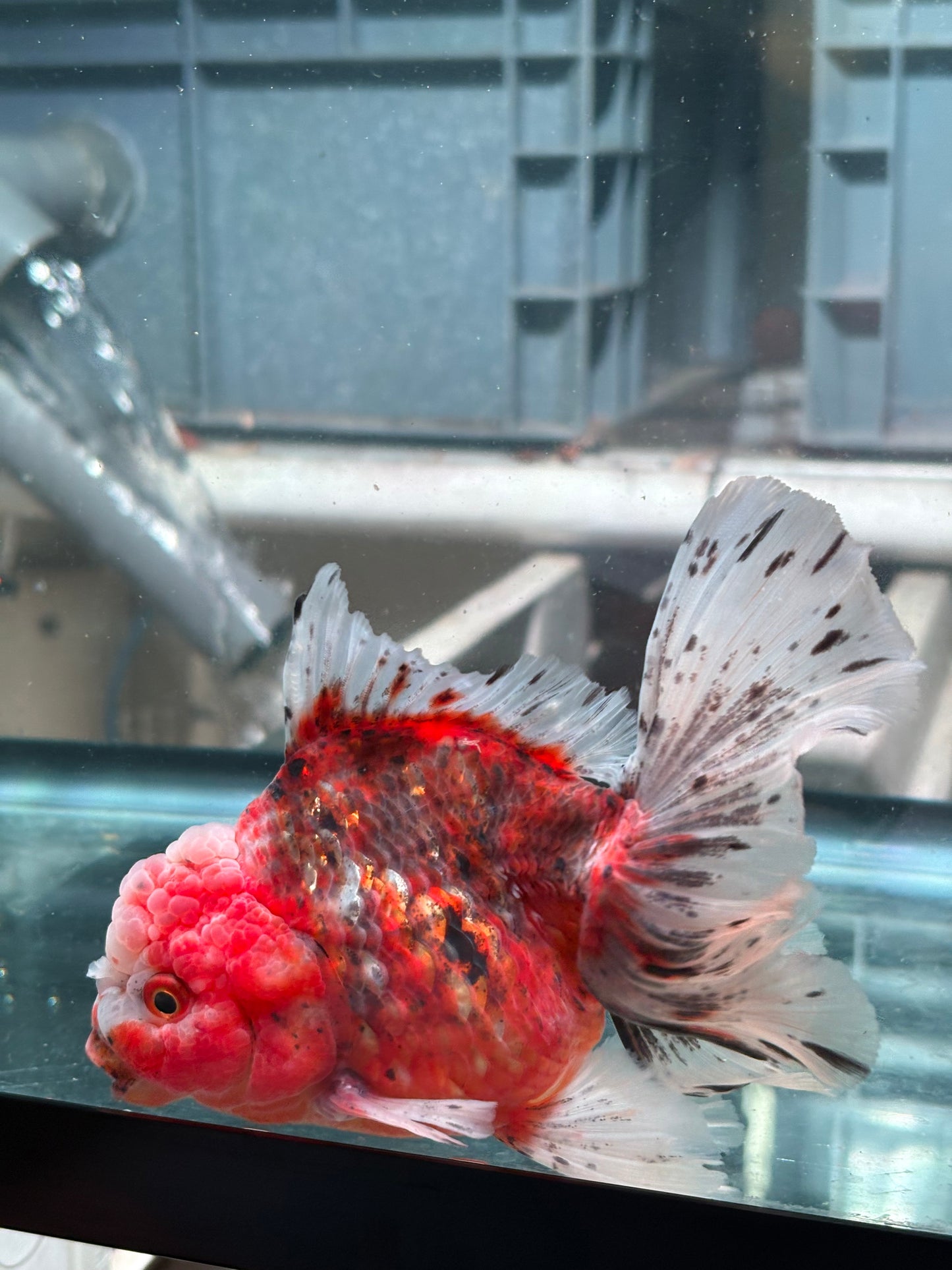 Oranda Fire