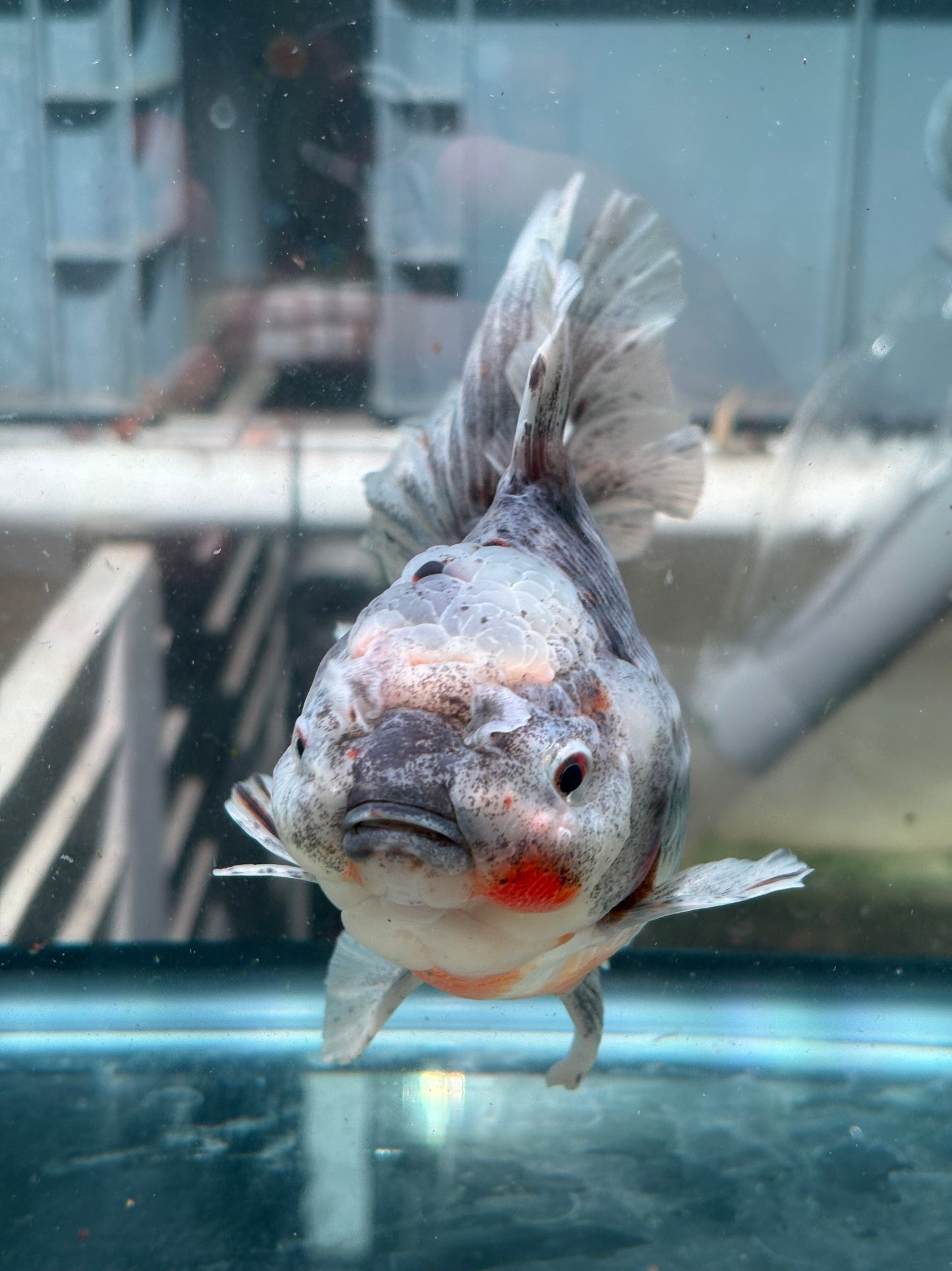 Oranda Marble