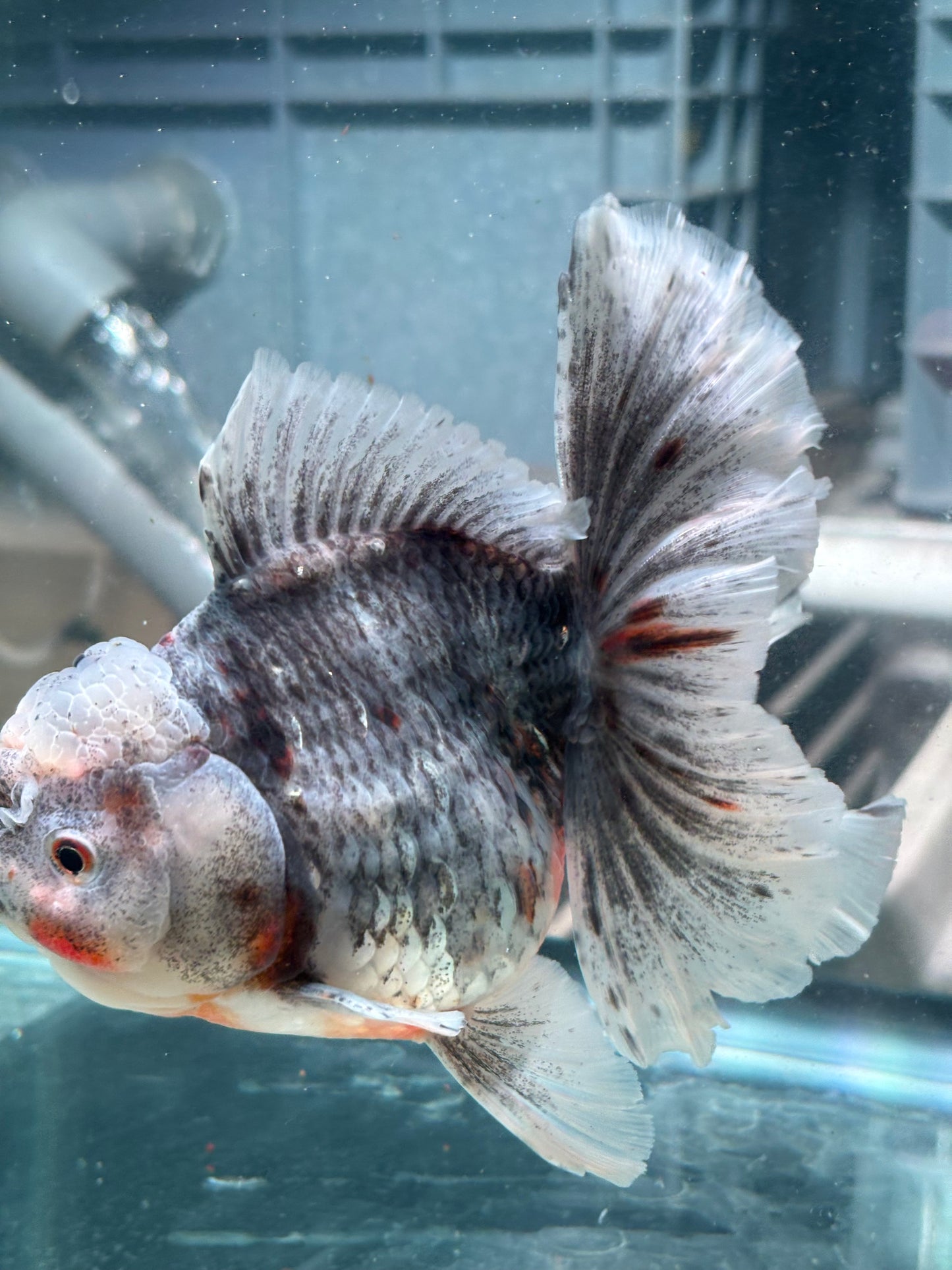 Oranda Marble