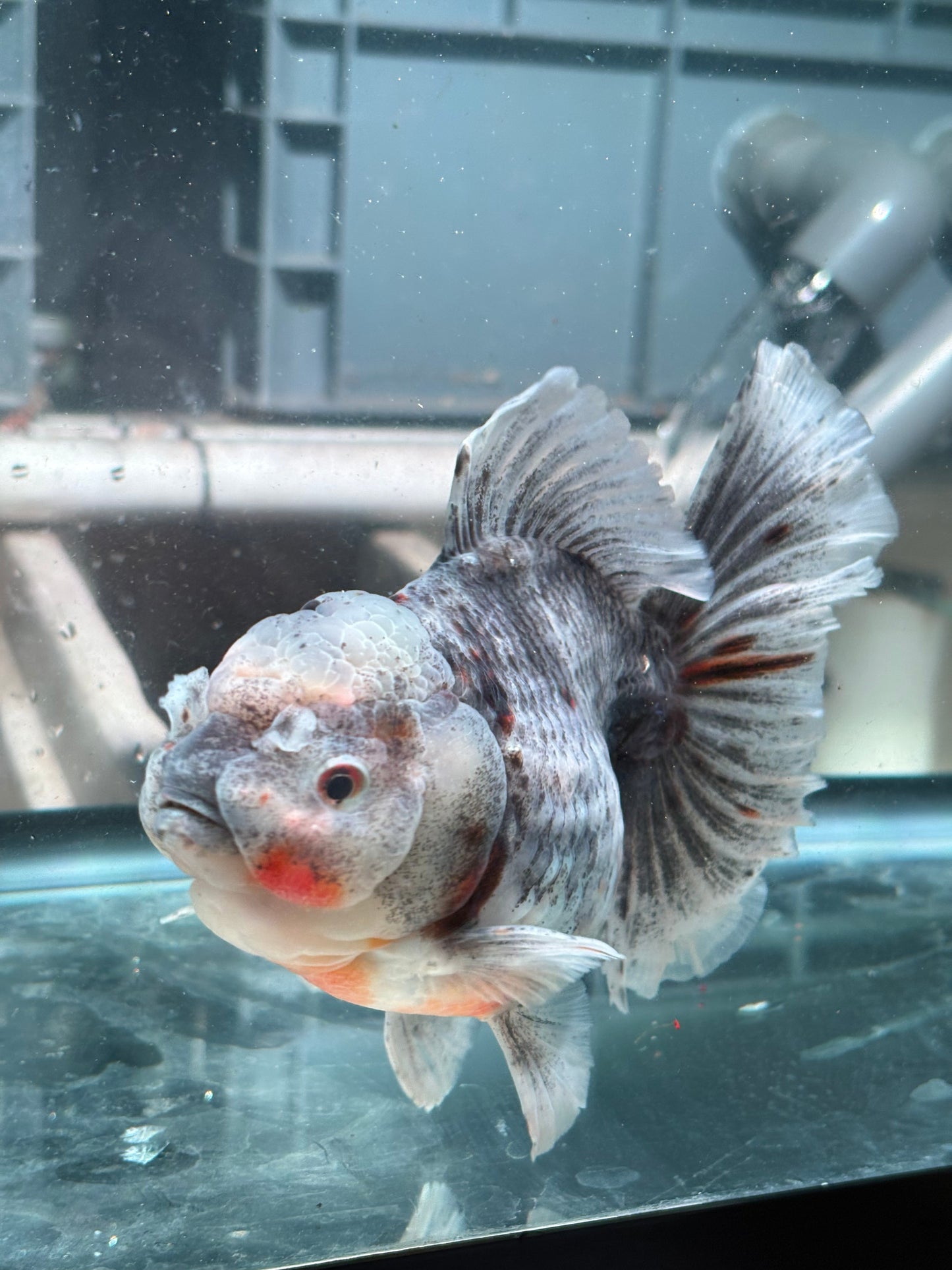 Oranda Marble