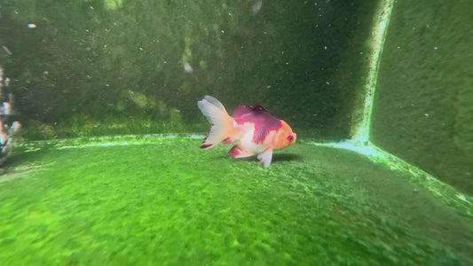 Oranda TH 10T206