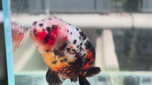 Ranchu P205
