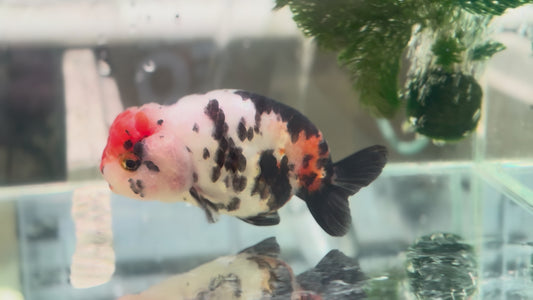 Ranchu P207