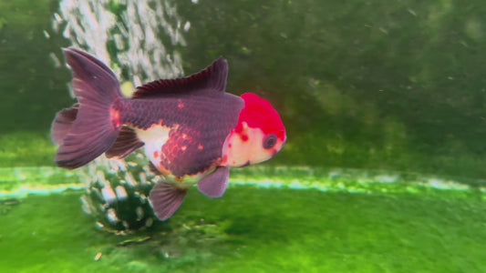 Oranda TH 10T208