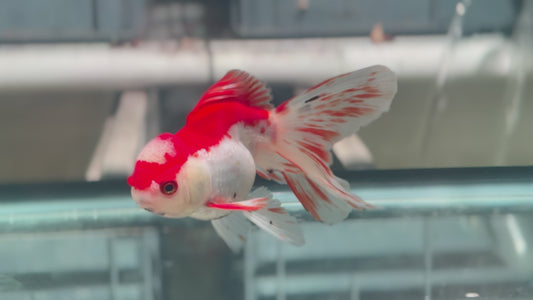 Oranda CN P306