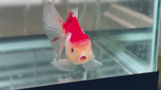 Oranda CN P3014