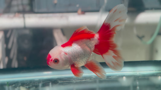 Oranda CN P3012