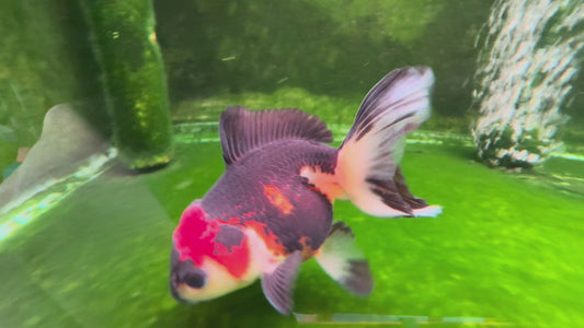 Oranda TH 10T209
