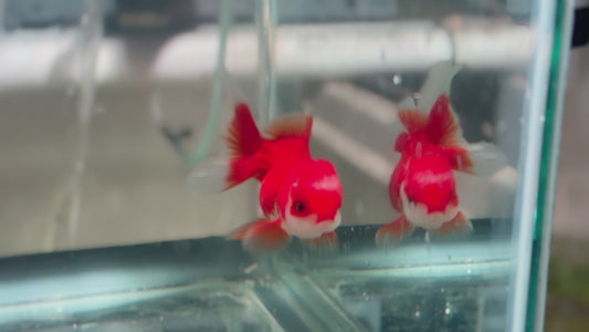 Oranda CN  P3020