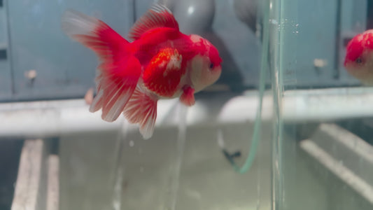 Oranda CN P3013