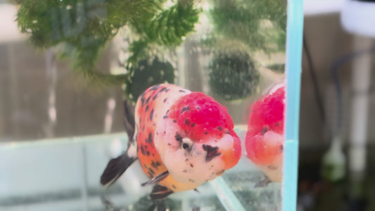 Ranchu P204