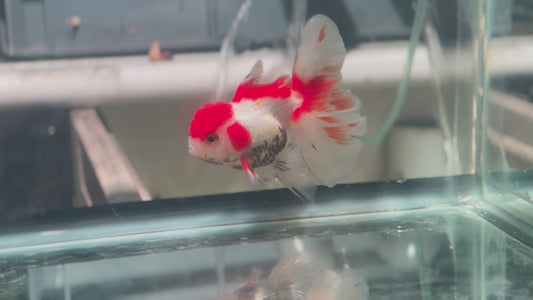 Oranda CN P303