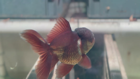 Oranda CN P3016