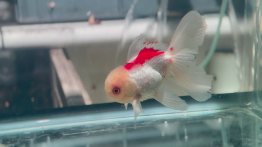 Oranda CN P3011