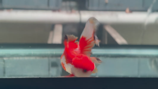 Oranda CN P307