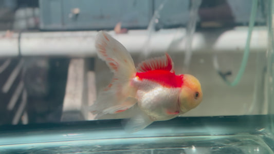 Oranda CN P3015