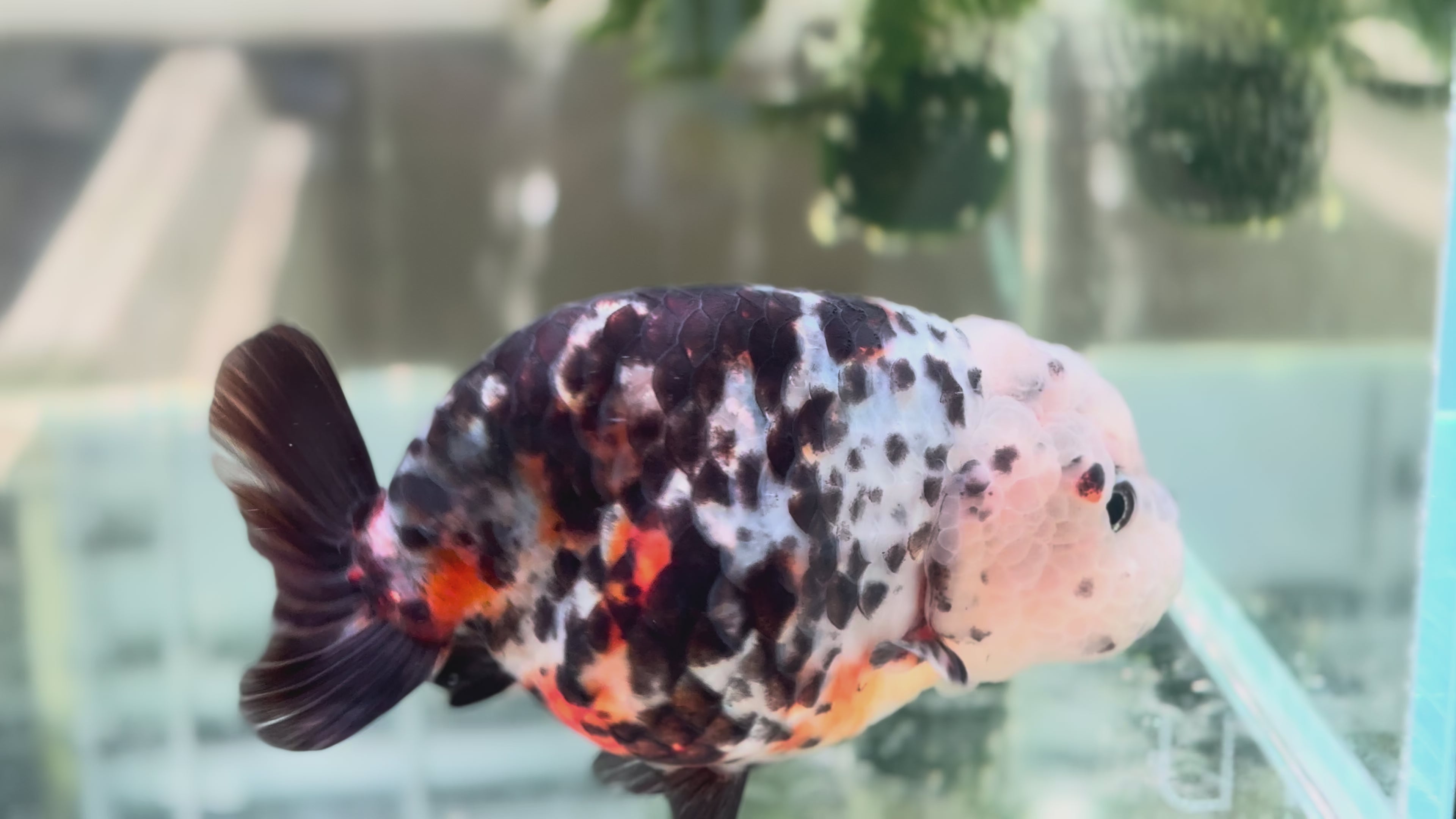 Ranchu P203 – Full House Goldfish