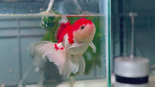 Oranda CN P302