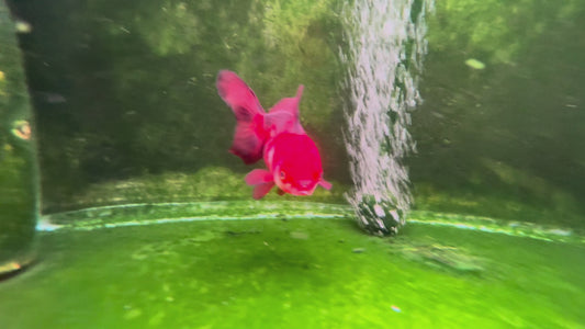 Oranda TH 10T202