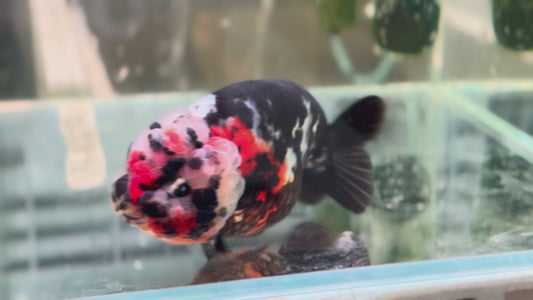 Ranchu P206