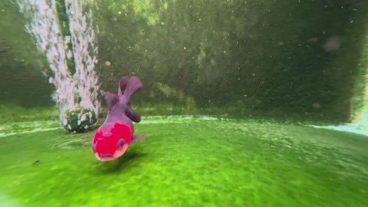 Oranda TH - LG 10T201