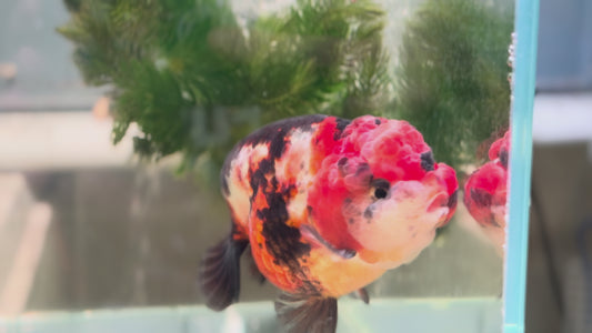 Ranchu P202