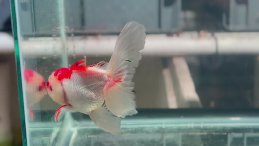 Oranda CN P304