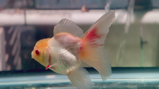 Oranda CN P301