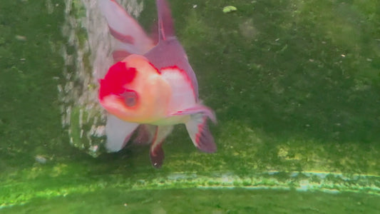 Oranda TH 10T801