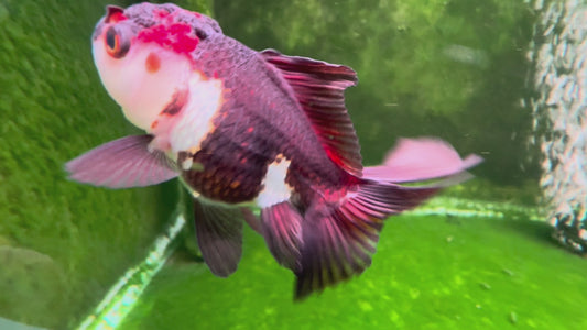 Oranda TH 10T207