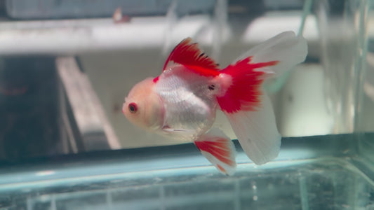 Oranda CN  P3019