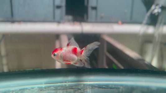 Oranda CN  P3021