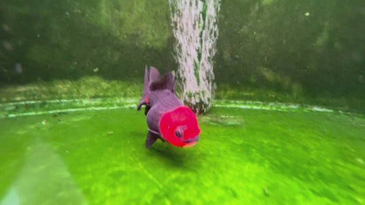 Oranda TH 10T204