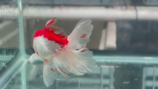 Oranda CN P309