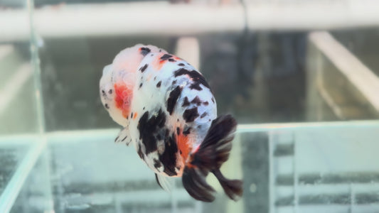 Ranchu P201