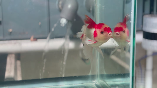 Oranda CN P305