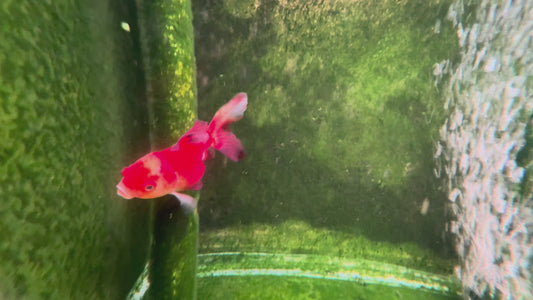Oranda TH 10T203