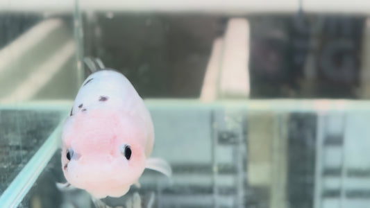 Ranchu P208