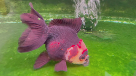 Oranda TH 10T2010