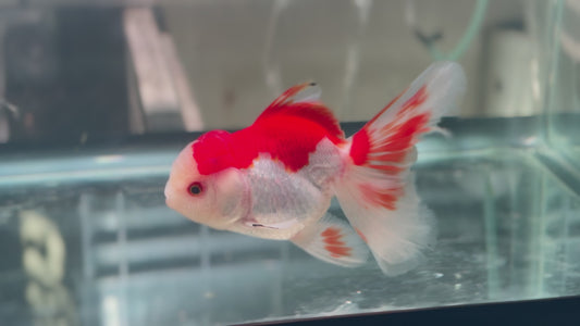 Oranda CN P3010